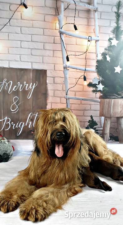 Briard rezerwacja szczeniąt ZKwP FCI wiosna 2021 Opole sprzedam