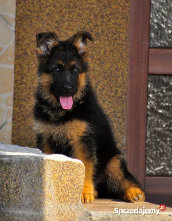 Owczarek niemiecki FCI wielkopolskie Jarocin sprzedam