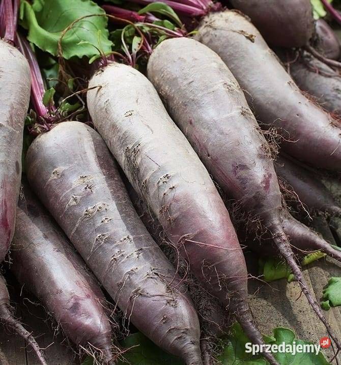 Buraczek ćwikłowy podłużny Rośliny okopowe Mokre sprzedam