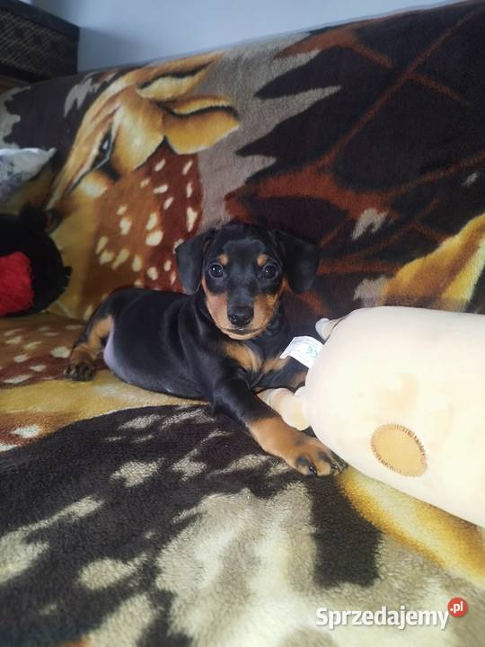 Pinczery miniaturowe Stary Dzików