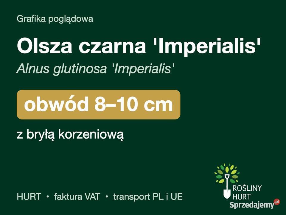 Olsza czarna Imperialis obwód 810 z bryłą HURT wielkopolskie