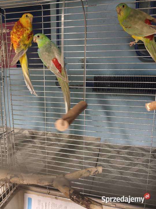 Świergotki seledynowe wielkopolskie Poznań