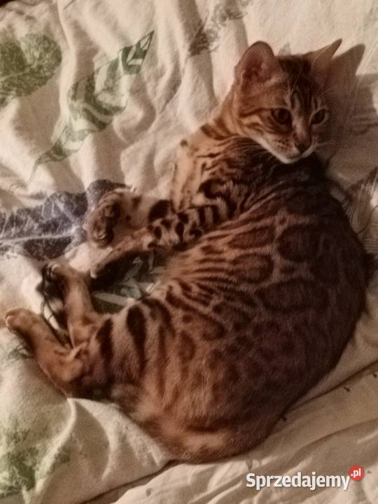 Sprzedam 2 śliczne Kotki Bengalskie Warszawa sprzedam