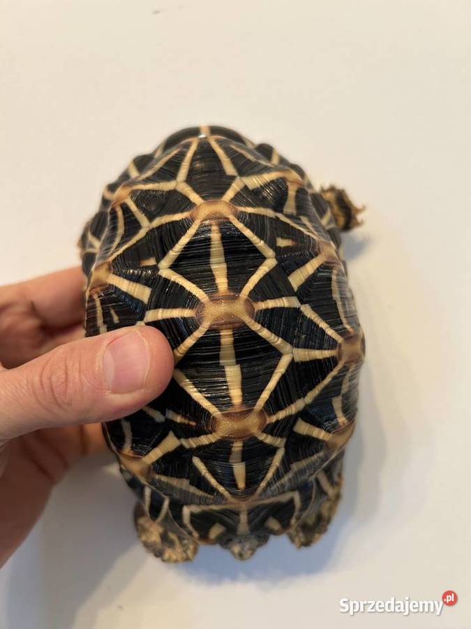 ŻÓŁW GWIAŹDZISTY Geochelone elegans Rzeszów