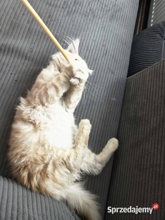 Gandalf Maine Coon Maine Coon Starogard Gdański sprzedam