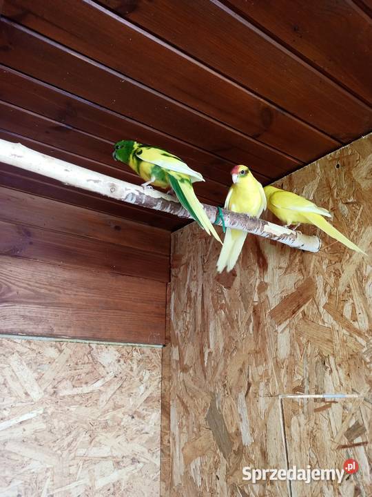 Sprzedam papugi modrolotki kozie Ptaki Mechlin