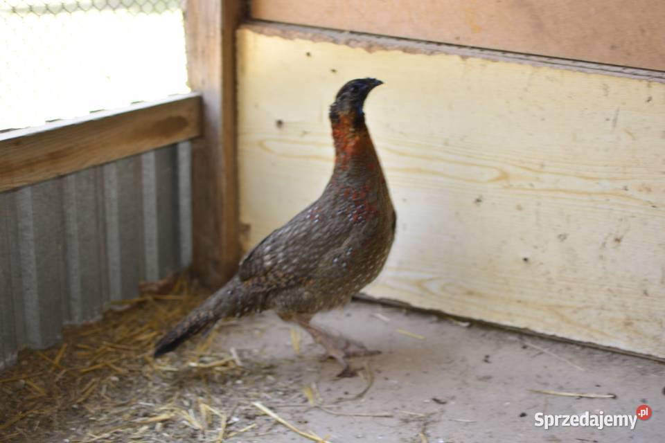 Bażanty tragopany satyry Ptaki Rzeszów