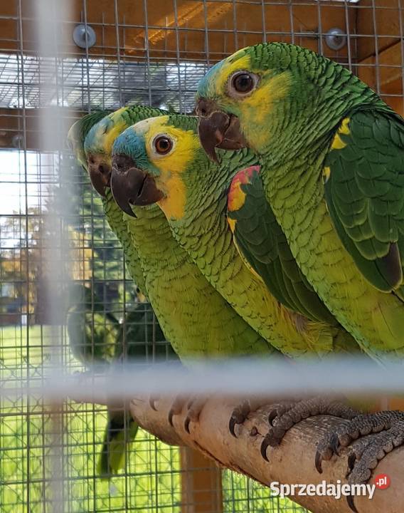 Amazonka niebieskoczelna śląskie Bystra