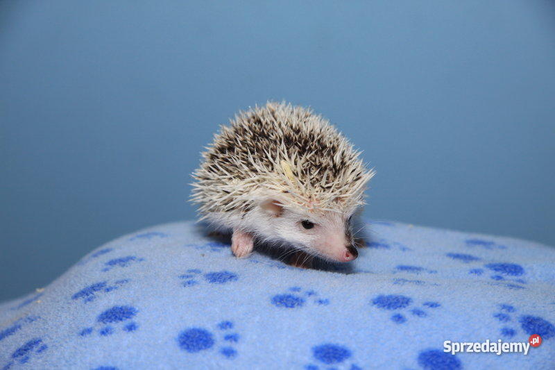 JEŻ PIGMEJSKI białobrzuchy oswojone hodowlane je Lubin