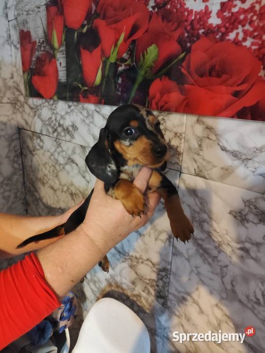 Jamnik krótkowłosy merle piesek