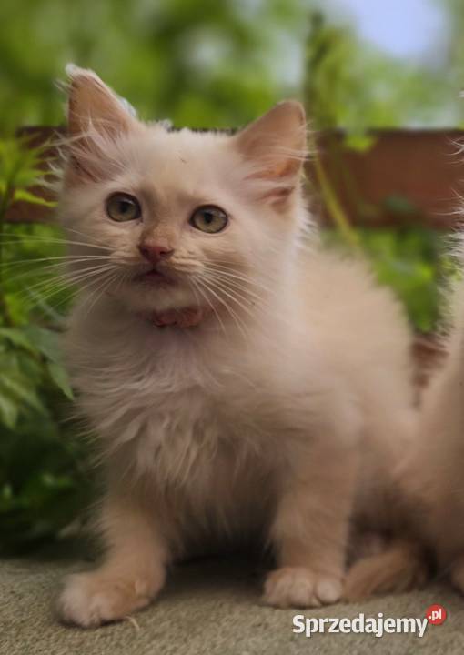 Ragdoll cherubim cremowy cynamonowy Zielona Góra
