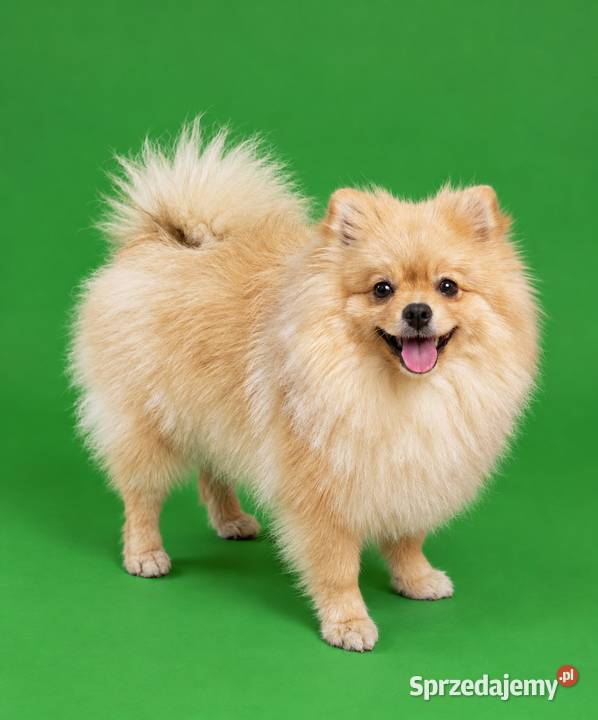 Szpic miniaturowy pomeranian szczeniaki Śrem