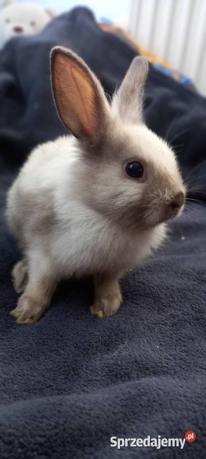 Sprzedam króliki miniaturki Krosno sprzedam