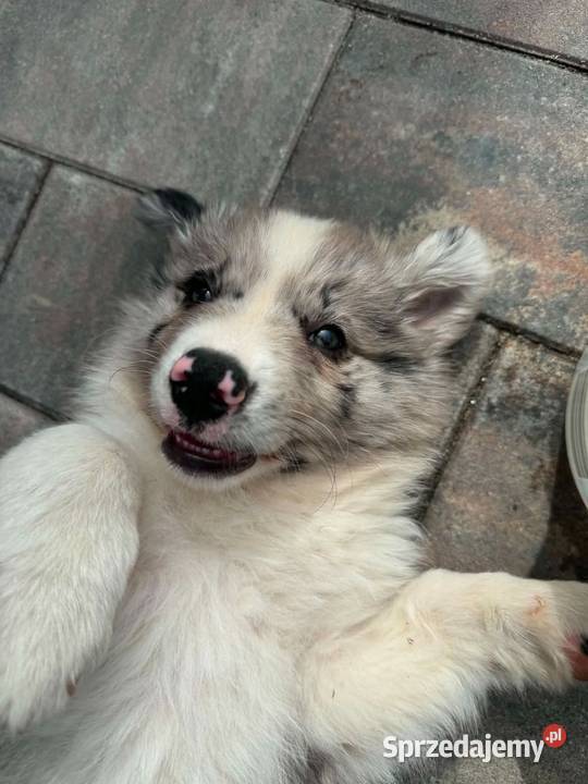 Pies border collie Jasło
