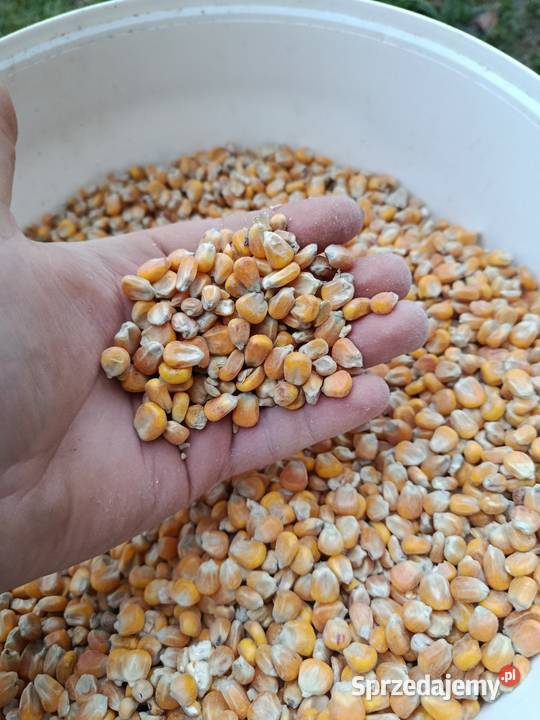 Kukurydza sucha Nasielsk