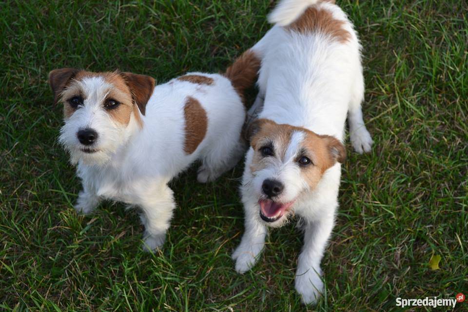 JACK RUSSELL TERRIER ZKwP FCI Lublin
