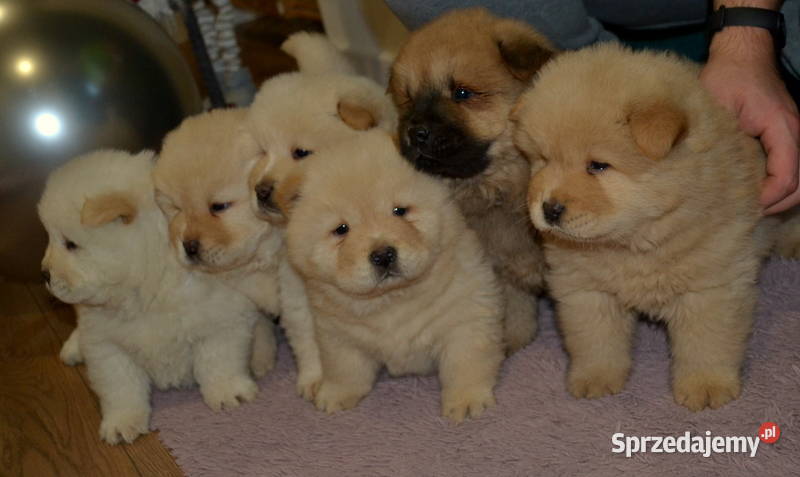 CHOW CHOW RÓŻNE KOLORY ŚLICZNE SZCZENIĘTA sprzedam