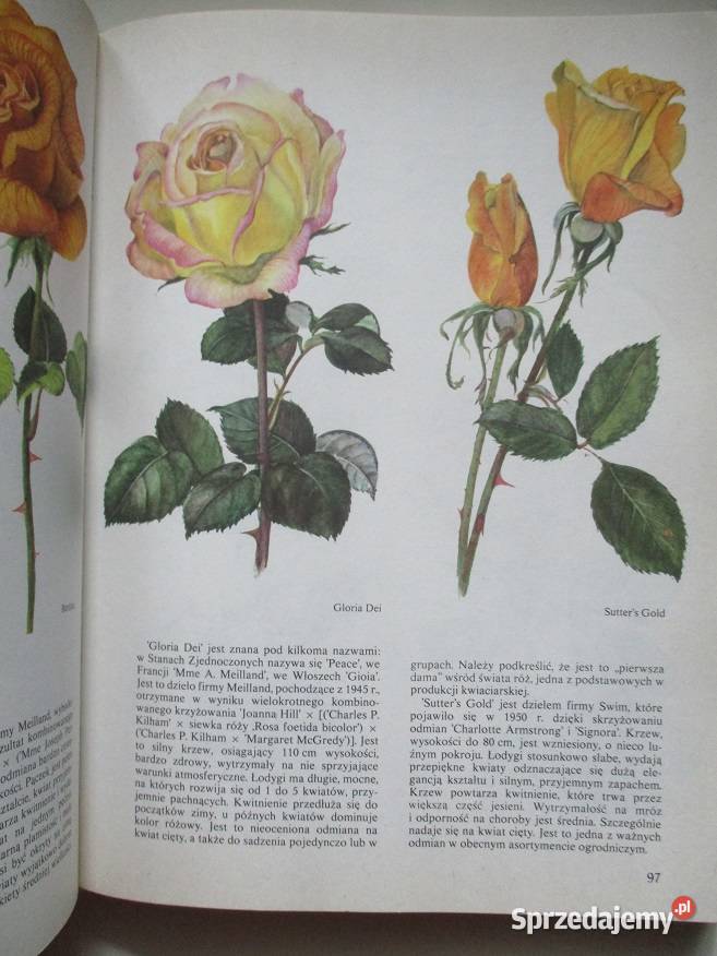 Kwitnący ogród ogród uprawa kwiaty rosliny łódzkie Łódź