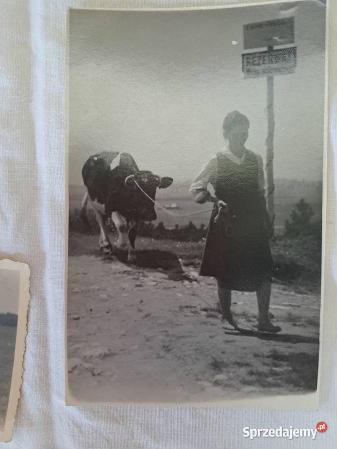 Stare fotografie 16 zwierzęta 1930 1970 do Brzesko sprzedam