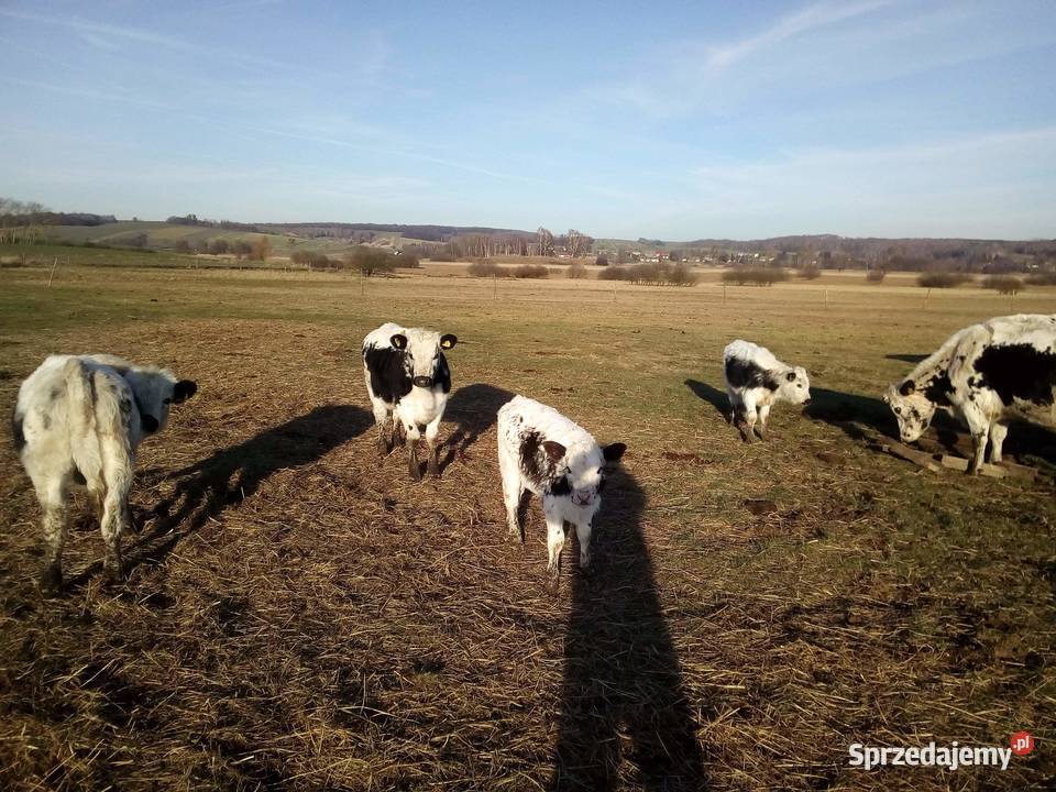 Odsadki Byczki Jałowki Białogrzbiete Iłowiec sprzedam