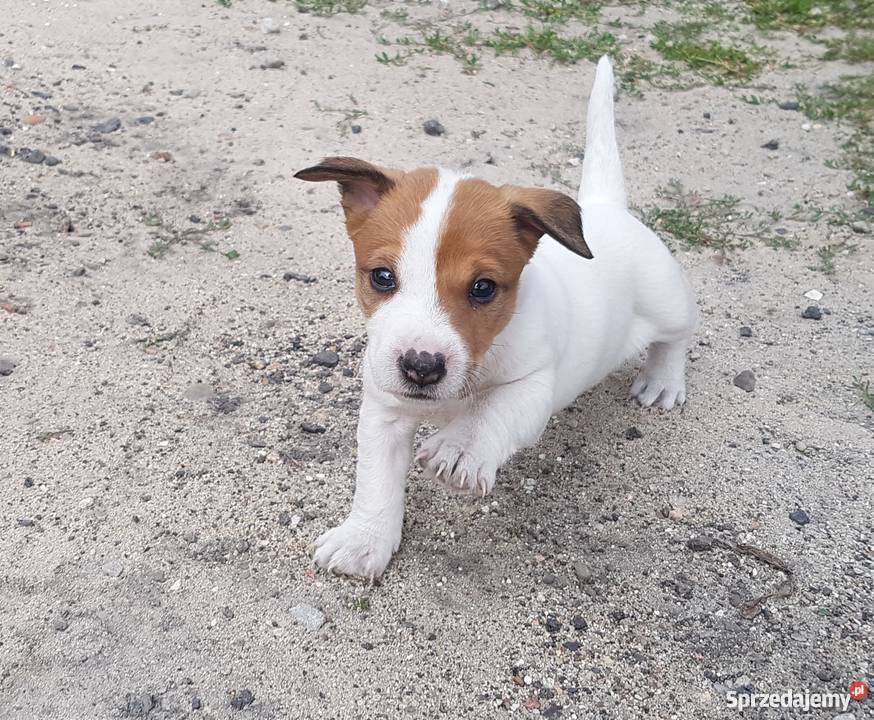 Szczeniaki Jack Russel Terrier