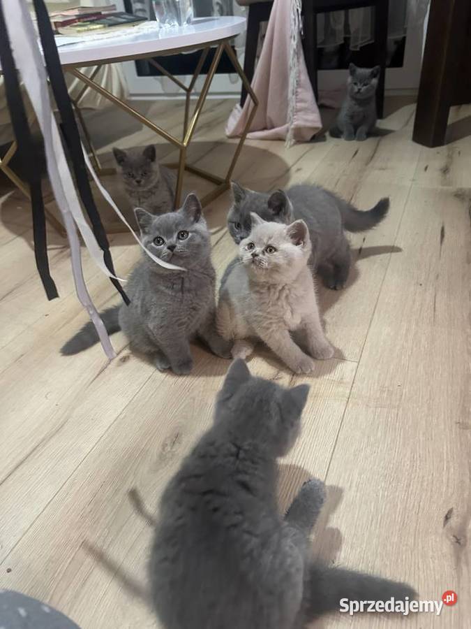 Kotki Brytyjskie Niebieskie