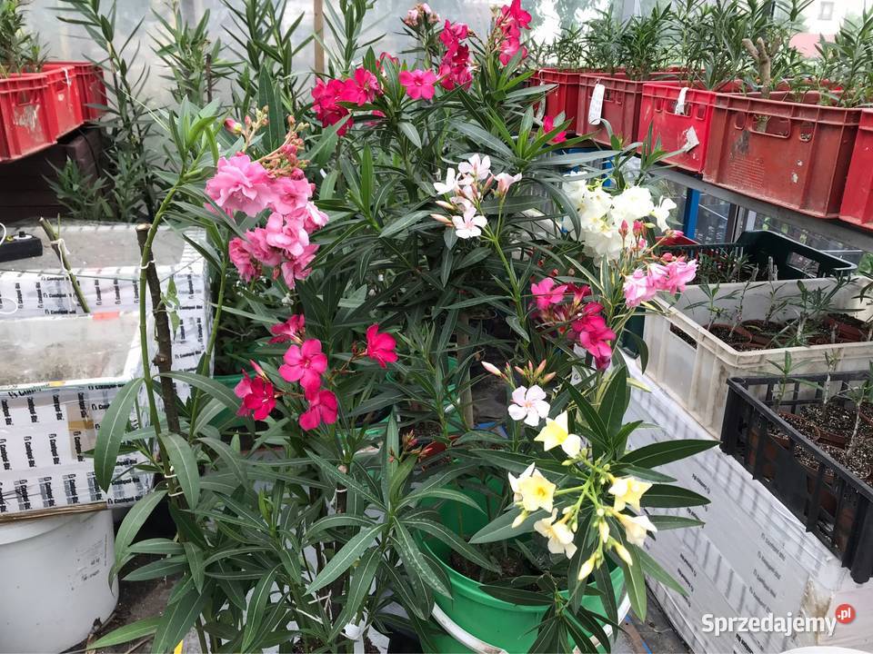 Oleandre kwitnące małopolskie Brzeźnica