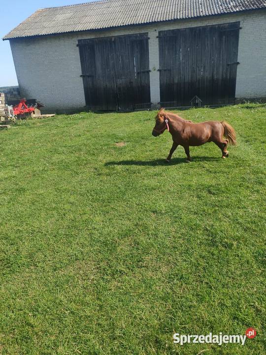 Sprzedam ogiera Konopnica