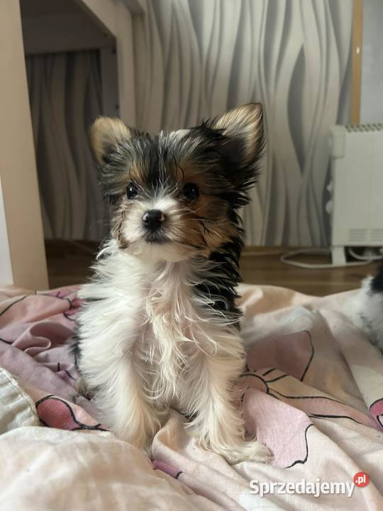 3 miesięczne pieseczki york miniaturka Warszawa