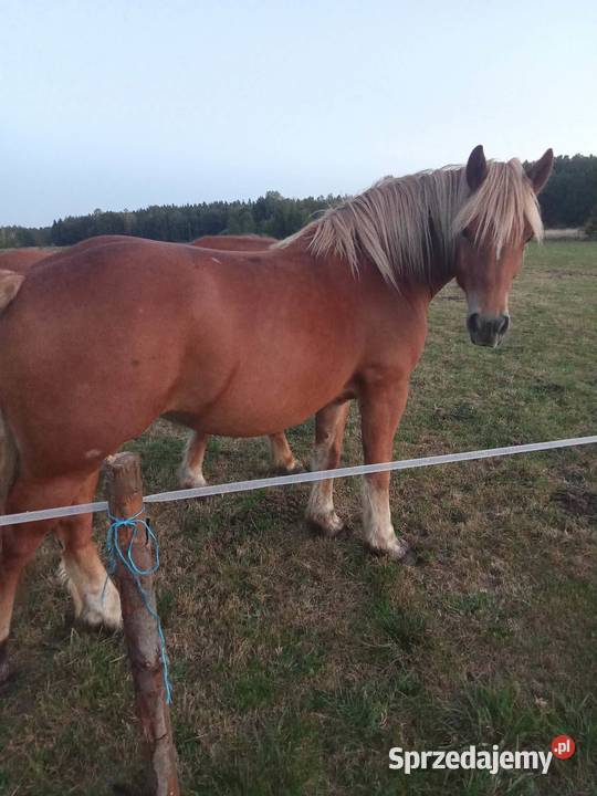 Sprzedam dwie klacze kasztanki Konie Janowo