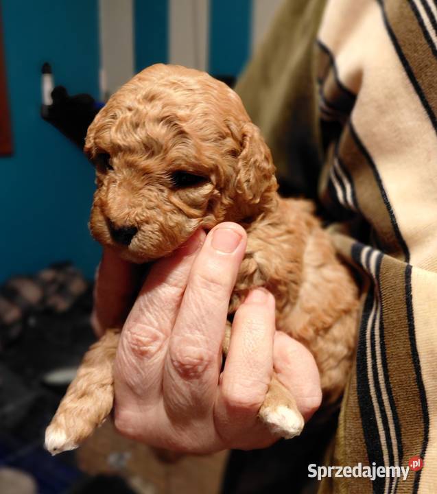 Pudel toy suczka red mazowieckie sprzedam