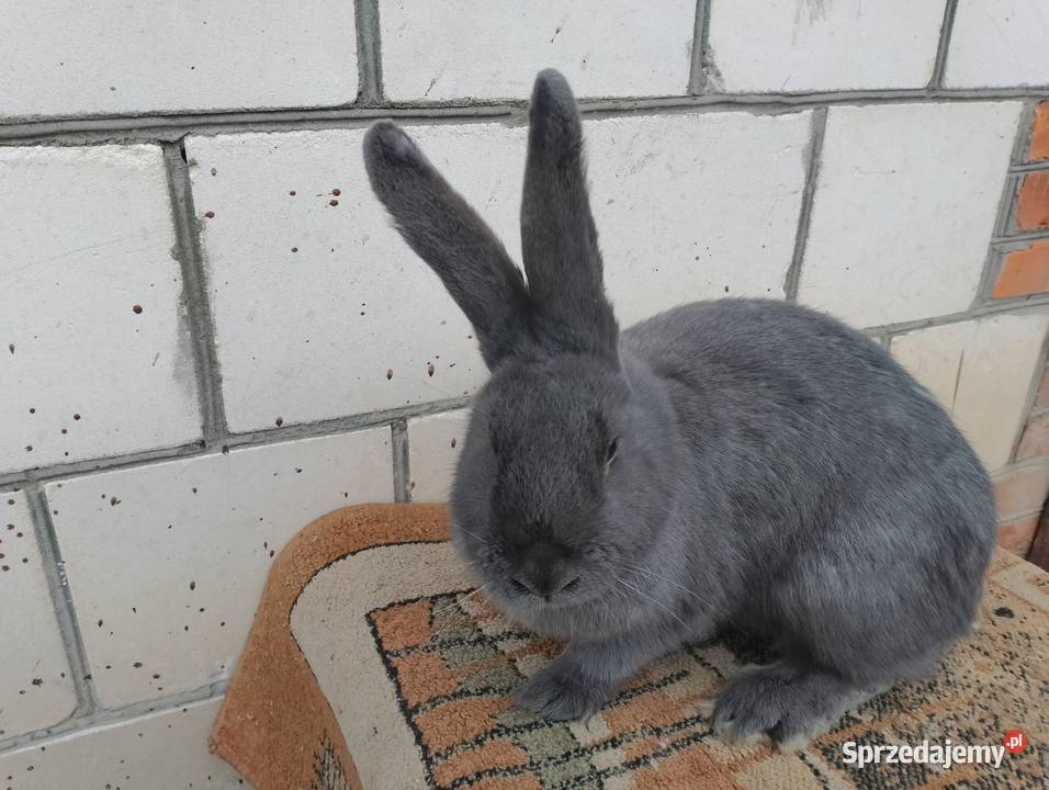 Sprzedam króliki Smoryń