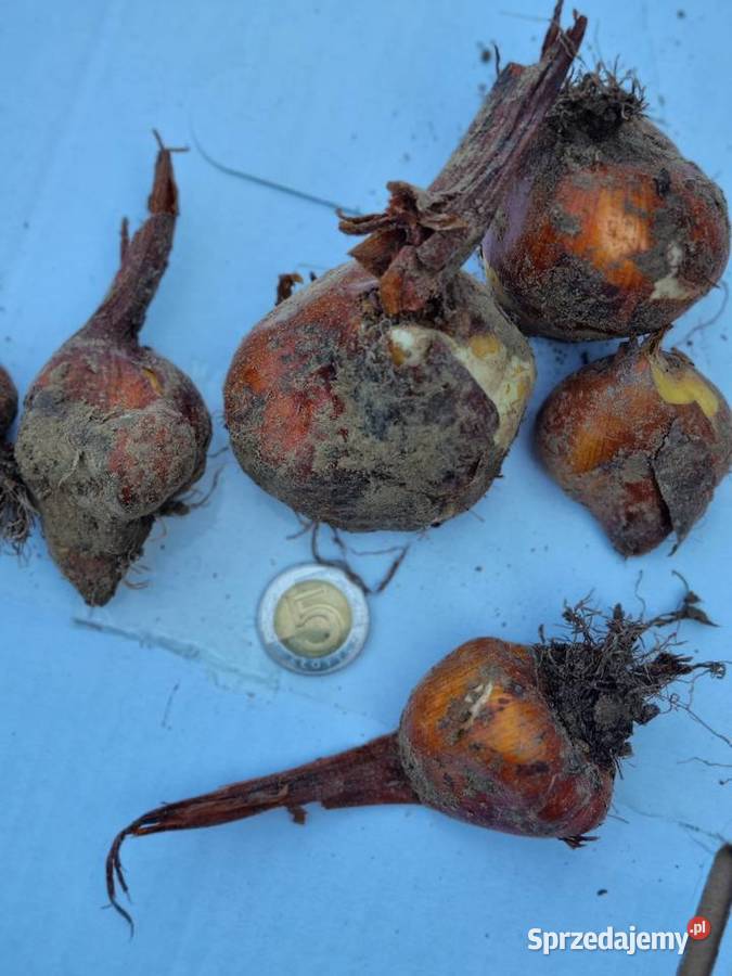 Zimowit jesienny Duże cebule XXL fioletowy Lublin