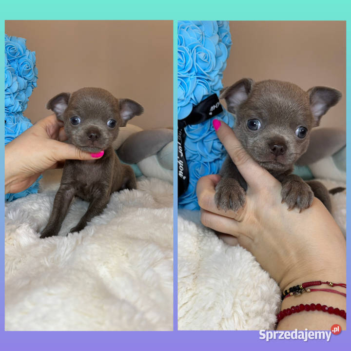 Chihuahua krótkowłosy piesek liliowy badania DNA Bełchatów sprzedam