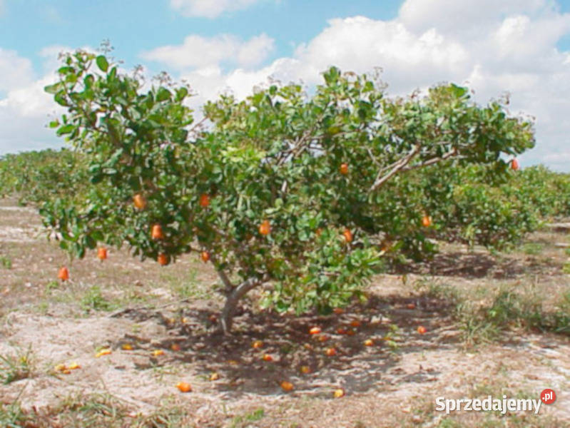 NANERCZ Anacardium occidentale NASIONA 20 sztuk Lubanie