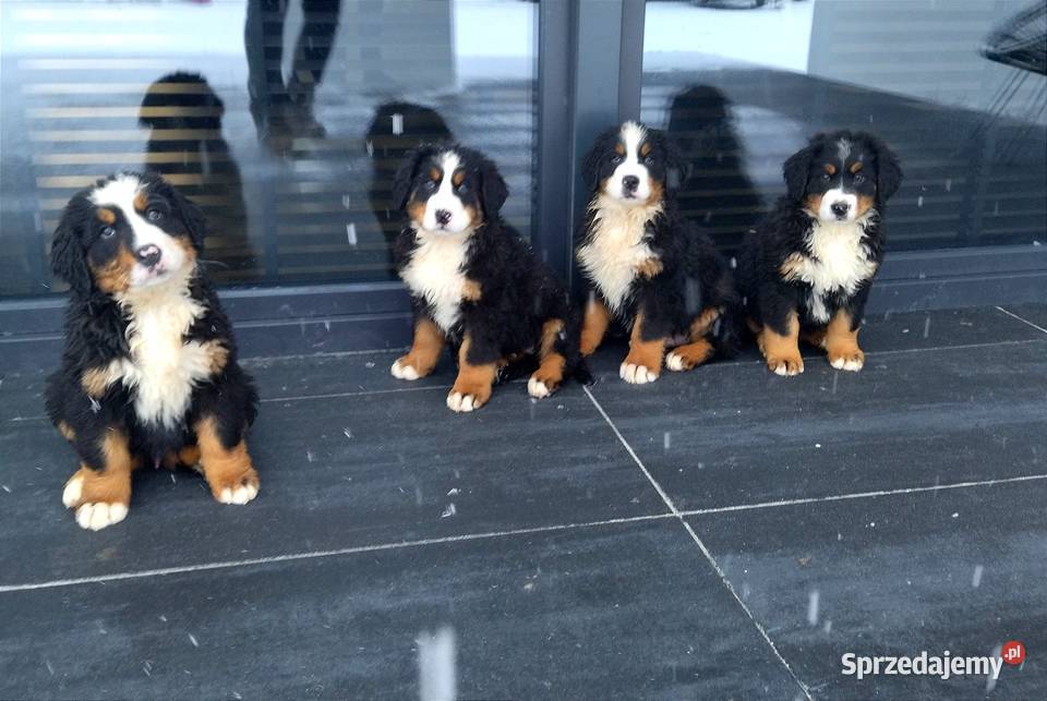 Berneński Pies Pasterski Radom