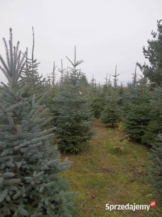 Choinki Świąteczne z plantacji Rośliny sprzedam