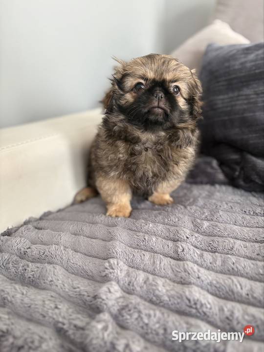 Suczka pekińczyk Lipsko