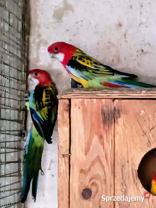 Rozella królewska i białolica śląskie Czerwionka-Leszczyny sprzedam