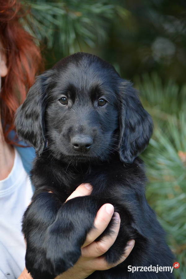 flat coated retriever szczenięta