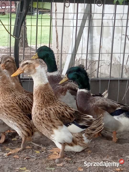 Kaczki kaczory staropolskie z czapkami Jezioro