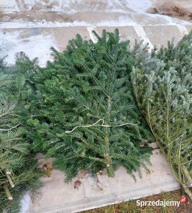 Stroisz jodłowy jodła pospolita gałęzie Osuchów