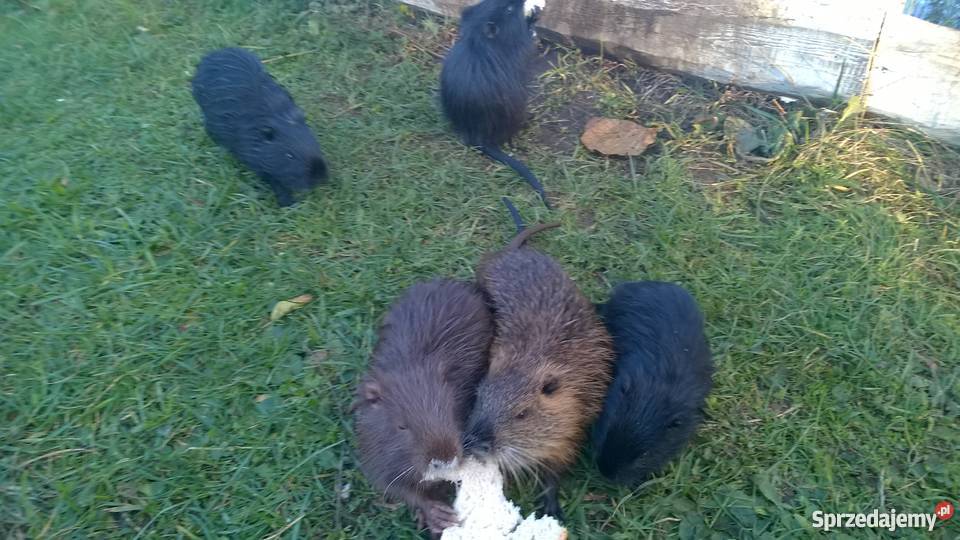 Nutrie sprzedam Serniki sprzedam