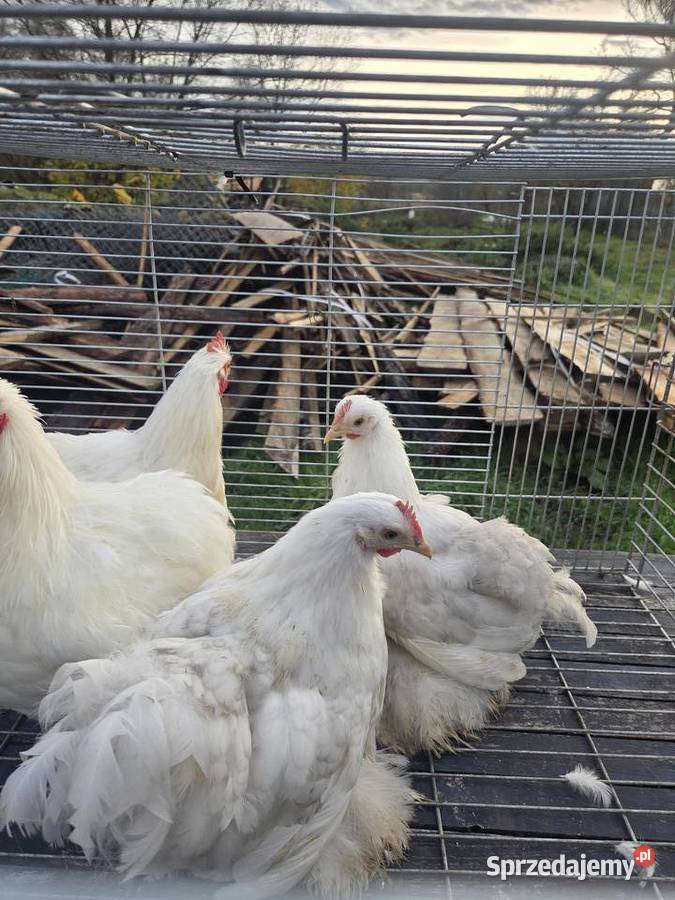 Pary hodowlane kur ozdobnych Pyrzyce