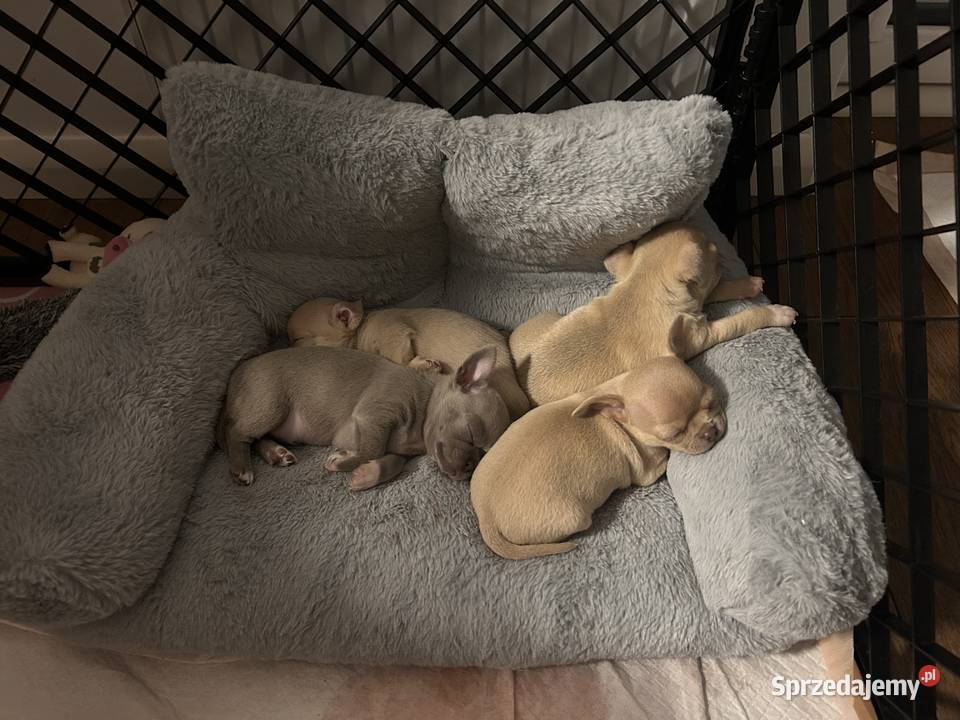 Chihuahua chłopcy Warszawa sprzedam