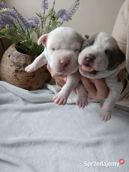 Piękne szczenięta American Staffordshire Terrier Kępno sprzedam