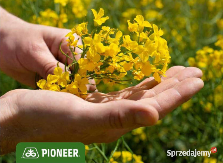 Nasiona rzepaku Pioneer PT284 promocja 51 Barcin