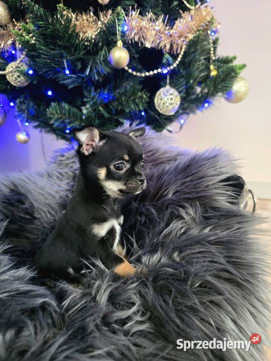 Chihuahua śląskie Piasek