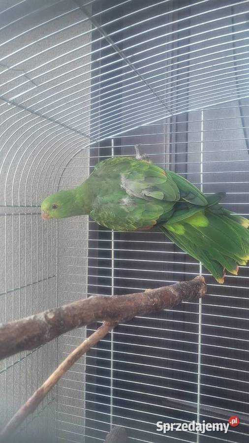 Papuga czerwonoskrzydla samica