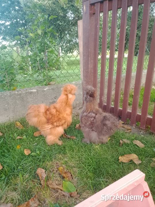 Piękny kogut rasy Silka Tarnów